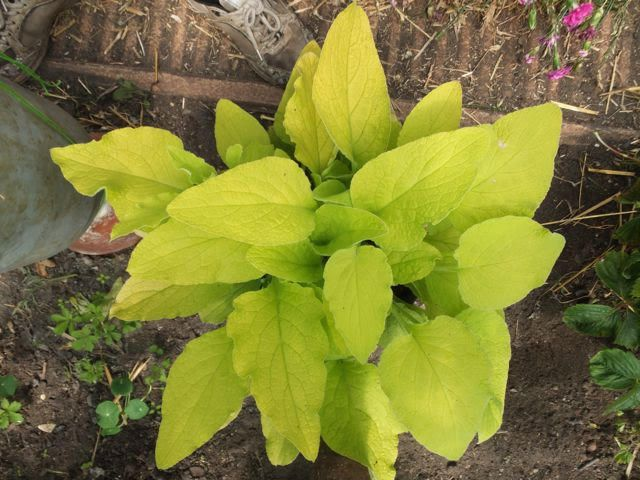 Golden Comfrey Seeds