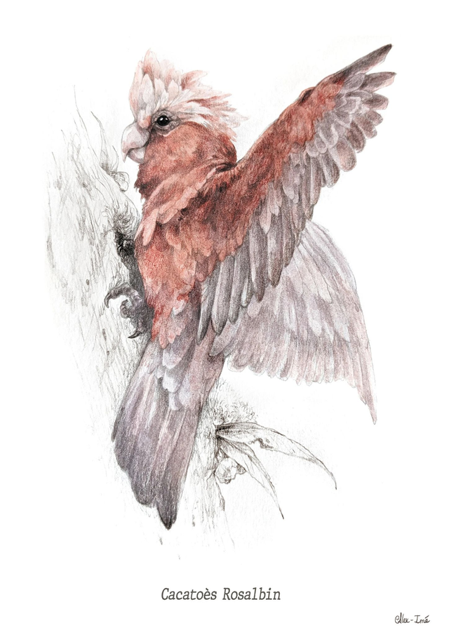 Format A4, un animal, couleur _ Commande Originaux - Dessin naturaliste