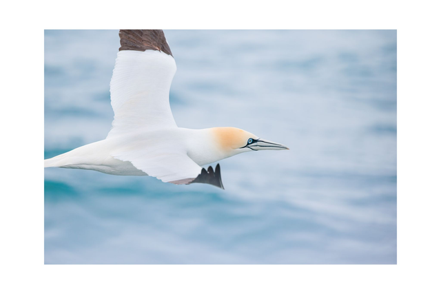 Fou de bassan - Avec passe-partout