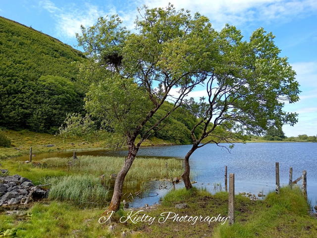 Twin Trees at Lough Na Leibe, Keash, County Sligo. 