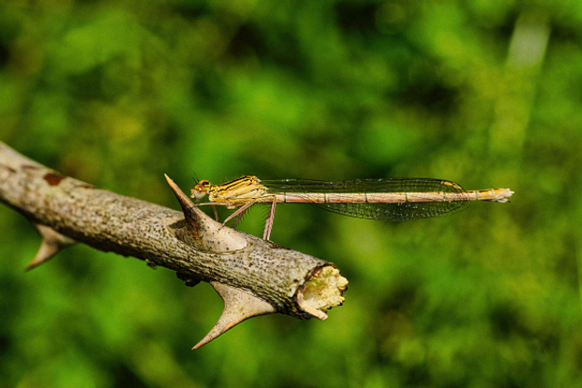 Agrion sur une ronce