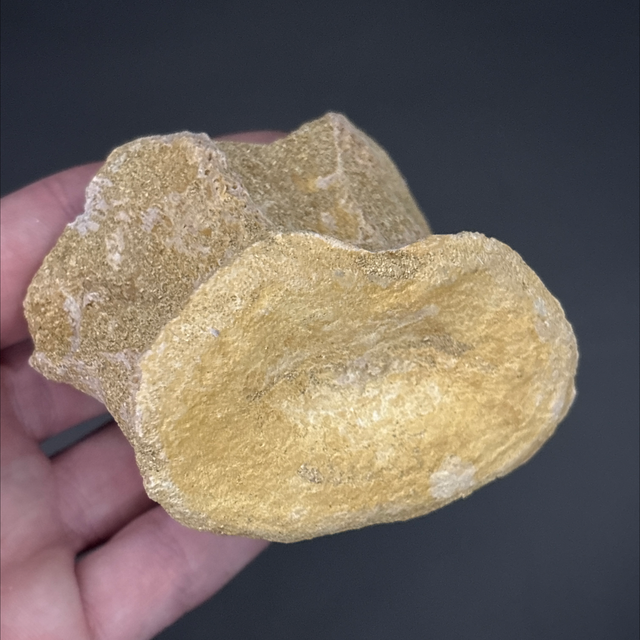 Plesiosaur Vertebra