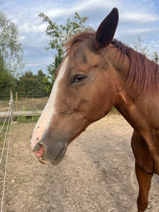 Paard Vienna