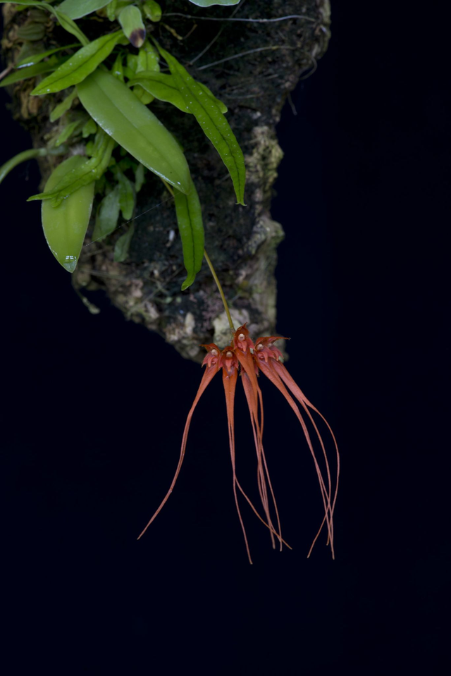 Pure Innocence Essence