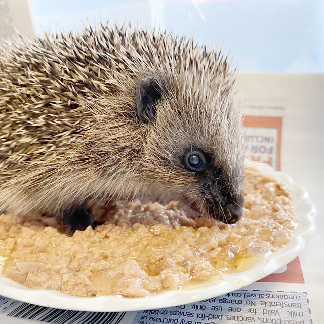 Feed a hedgehog for a month