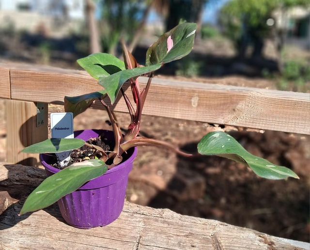 B43 . Filodendro 'Burgundy Princess'