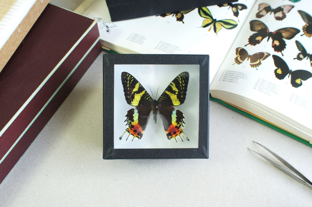 Chrysiridia rhipheus