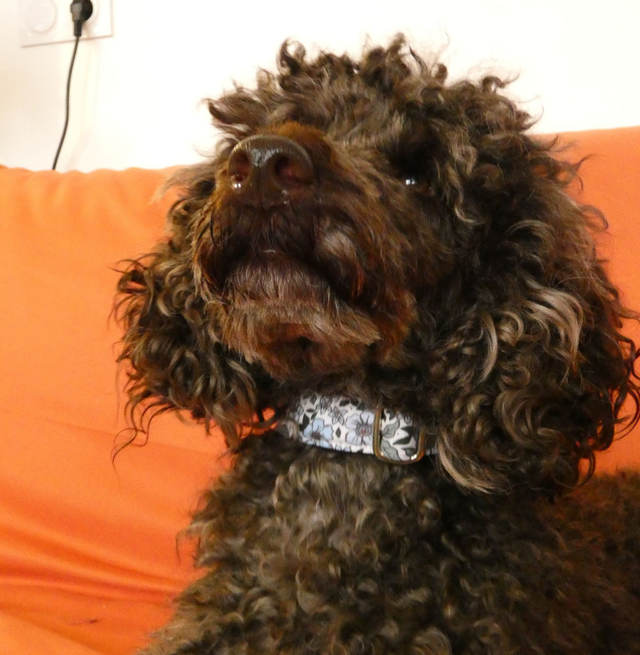 Collier chien Léandre