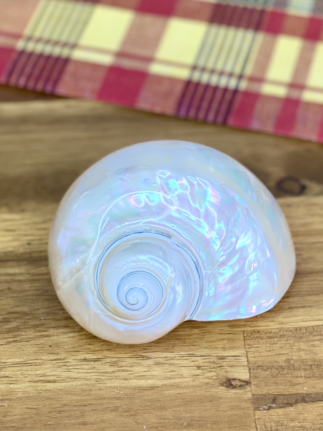 Coquillage escargot de mer