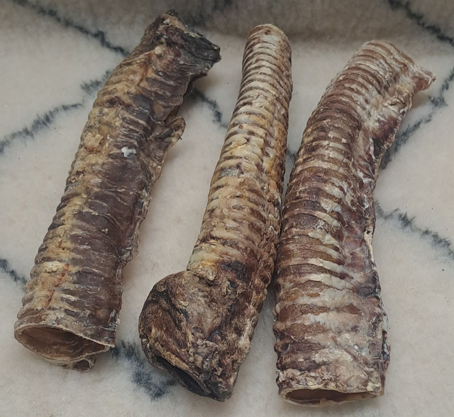 07 - Trachée de Bœuf 30 cm