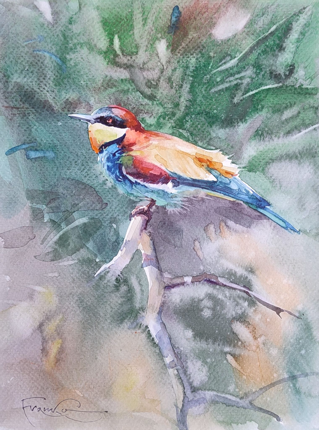 Żołna, 35x28 (24x18 w świetle passe-partout) akwarela 2022