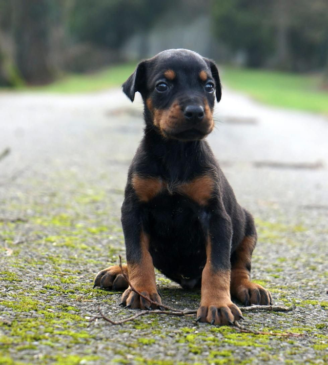 Femelle dobermann collier rouge