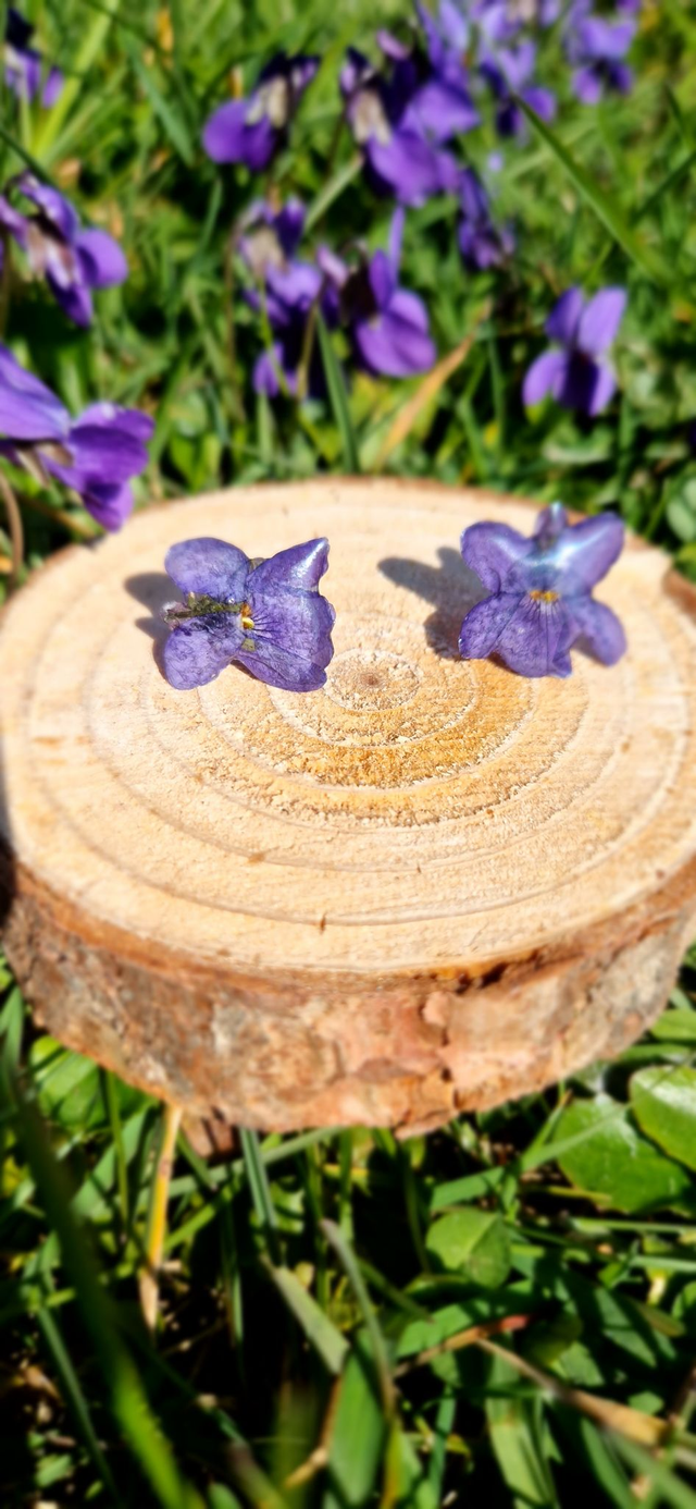 Boucles oreilles, clou avec véritables fleurs de violette