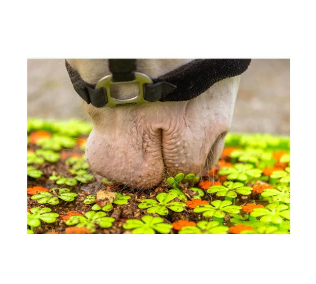 Excellent Horse Schnüffelmatte