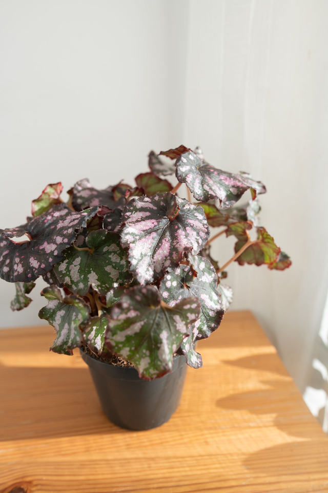 Begonia rex ‘Cumbia’ 🌿