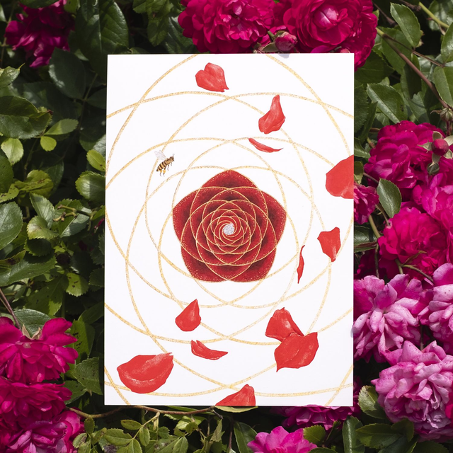 Rose de Vénus A5