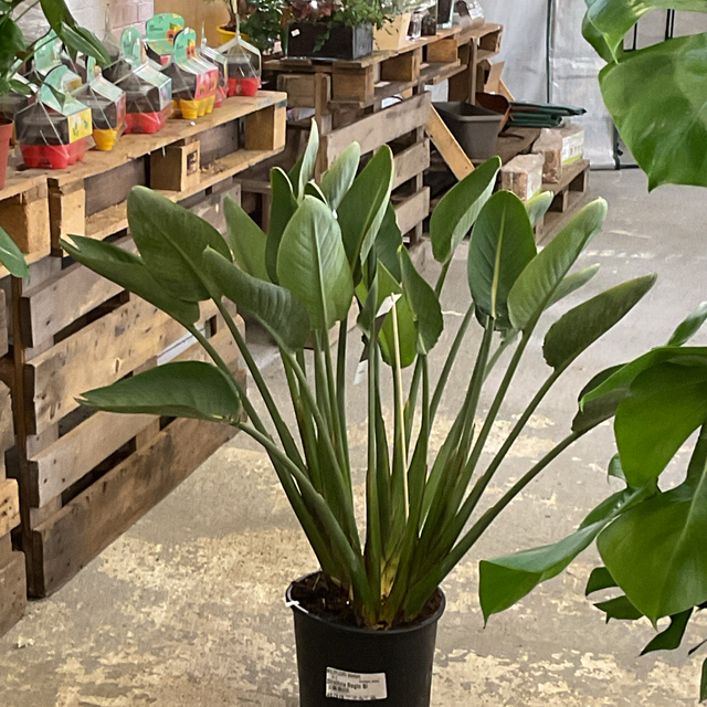 Strelitzia Regin