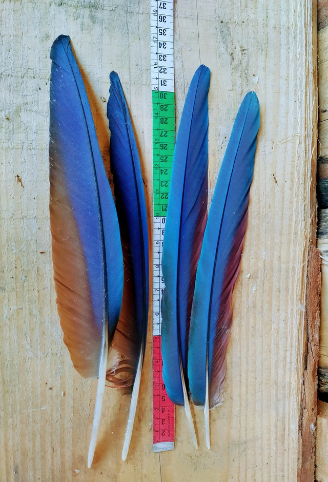 Penne di Ara 2+2