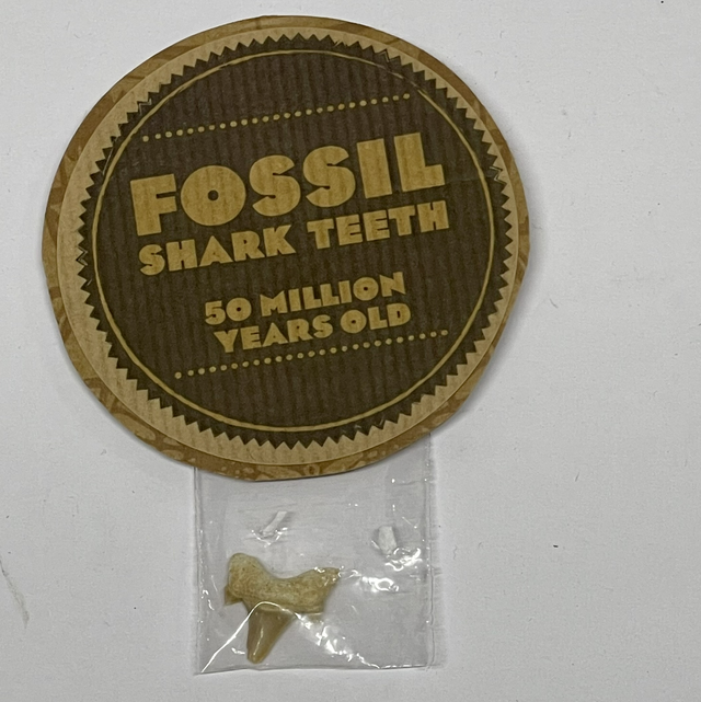 Genuine Shark Tooth Fossil 