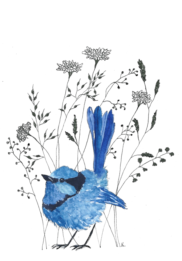 Cadre - Fairy wren