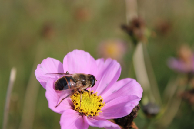 Cosmos fleur entière - bio 25g