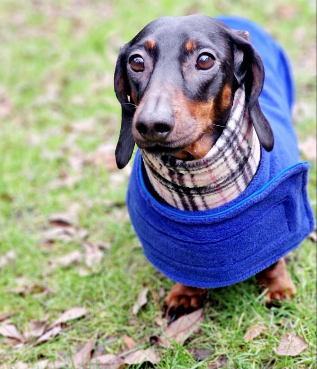 Handmade reversible waterproof dog coat