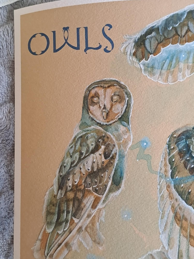 Magic Owls