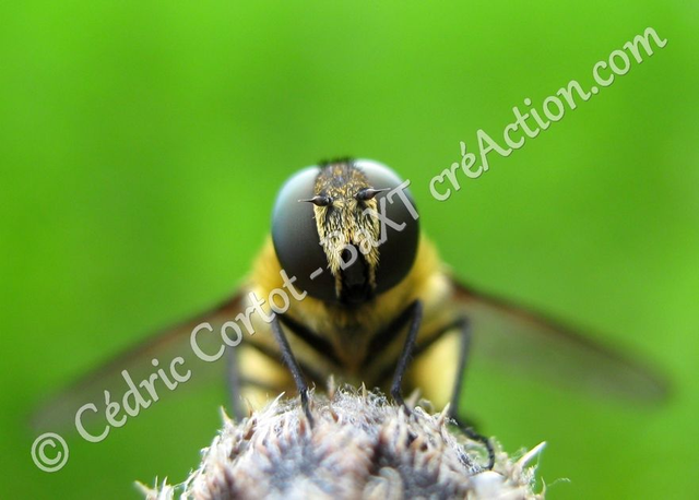 2 - Carte postale - Le petit monde du Vivant (Ref Mch 46)