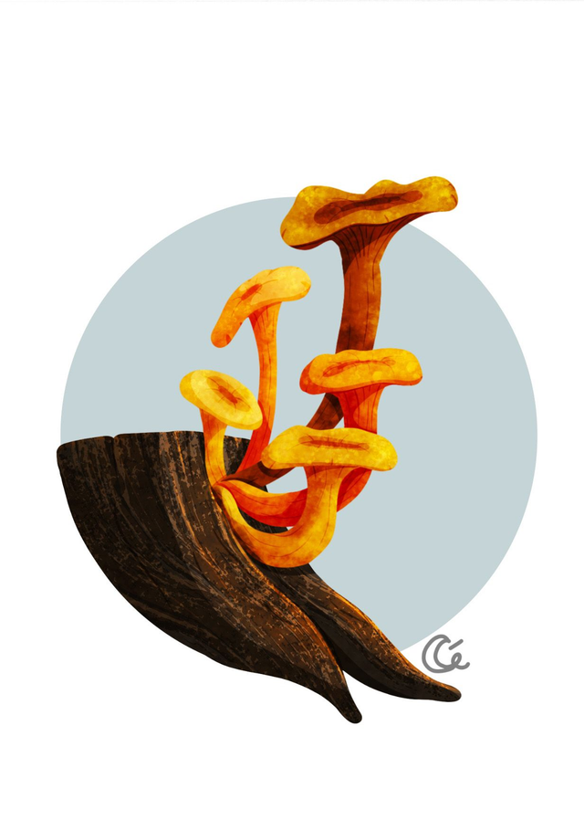 Print A6 Pleurote de l’Olivier