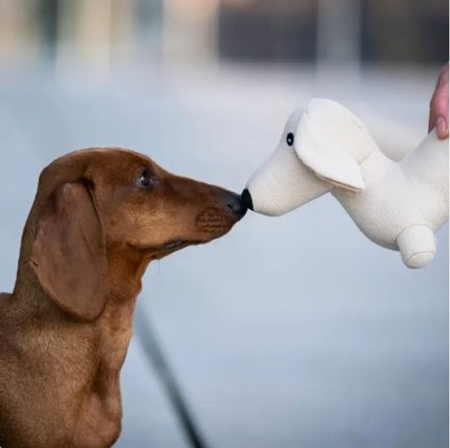 Dachshund Pepe
