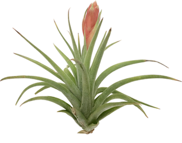 Tillandsia recurvifolia
