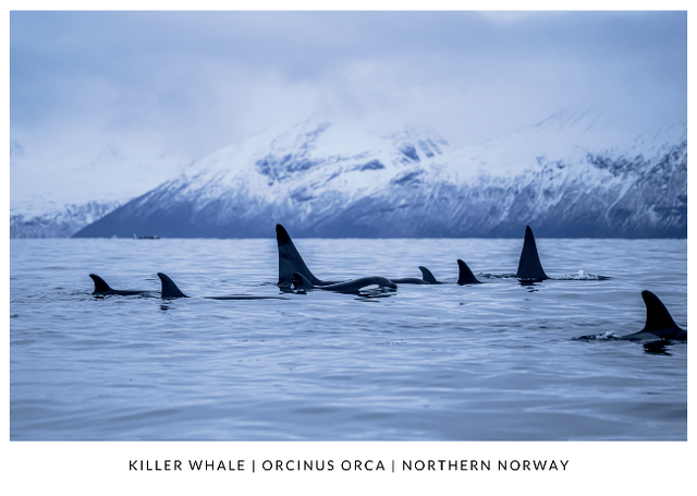Postcard : Orcas in calm water