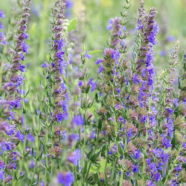 Hysope Officinale Bio - Hysopus officinalis L.