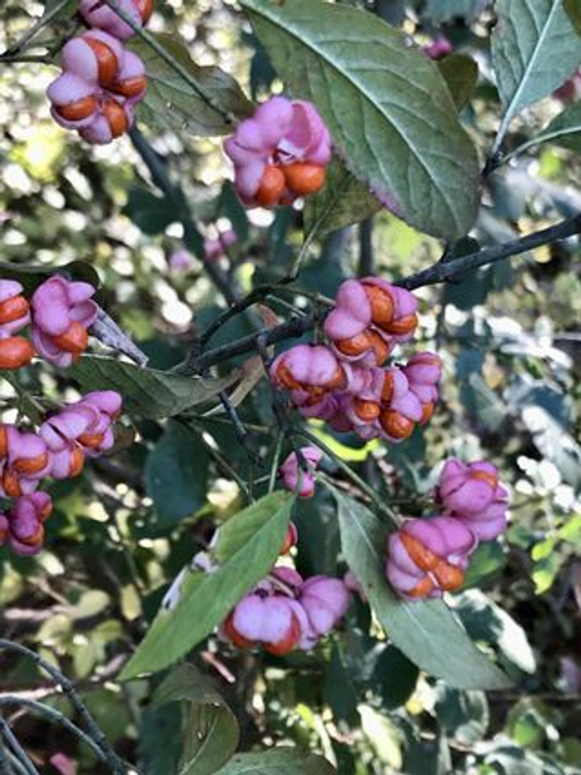 Fusain d&#039;Europe (Euonymus europaeus)
