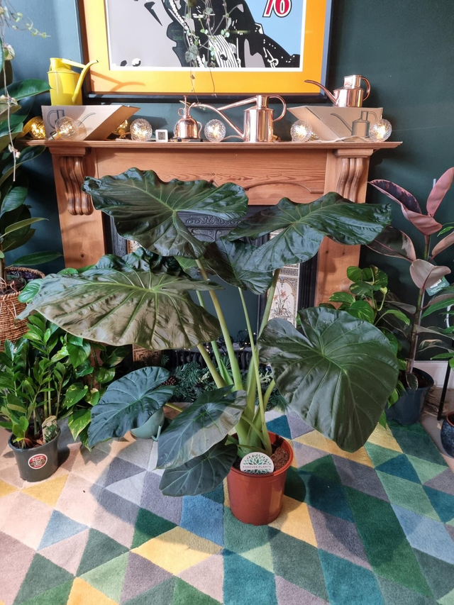 Alocasia regal shield 