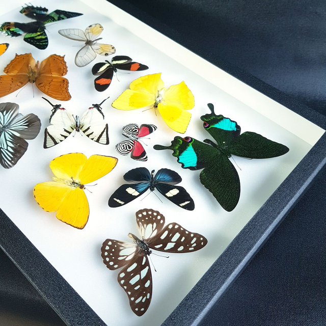 Collection de papillons du monde