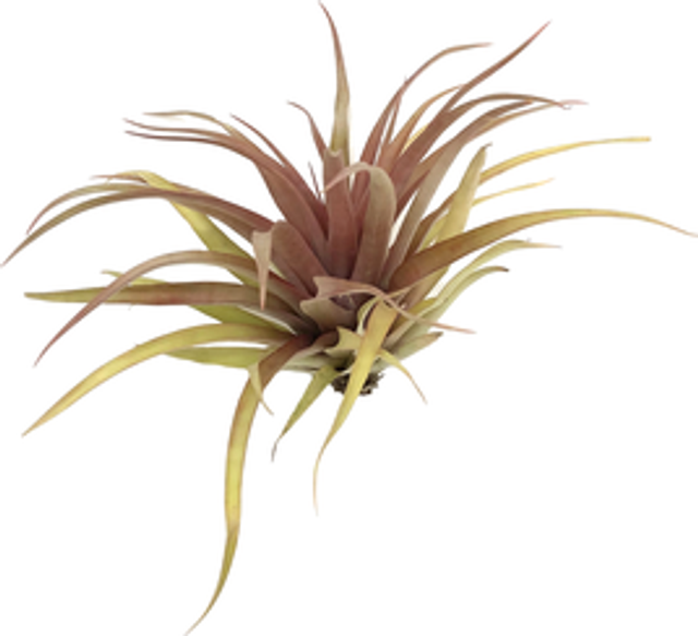 Tillandsia capitata  red L 