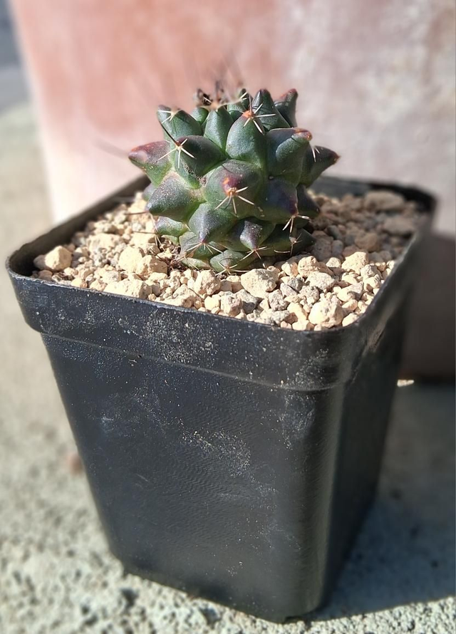 D178 . Mammillaria Polyedra 