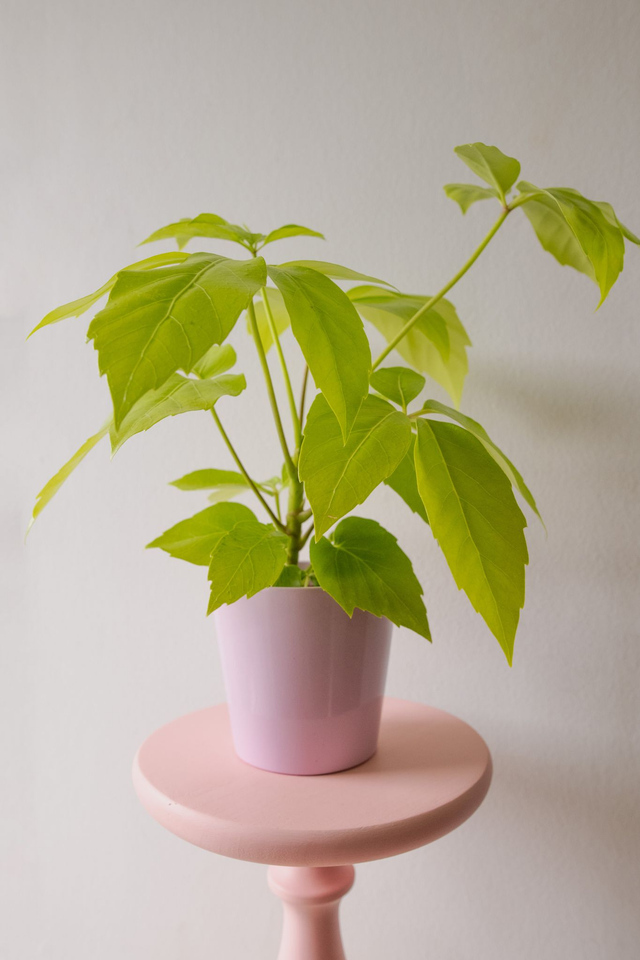 Schefflera Actinophylla Golden Amate 🌿