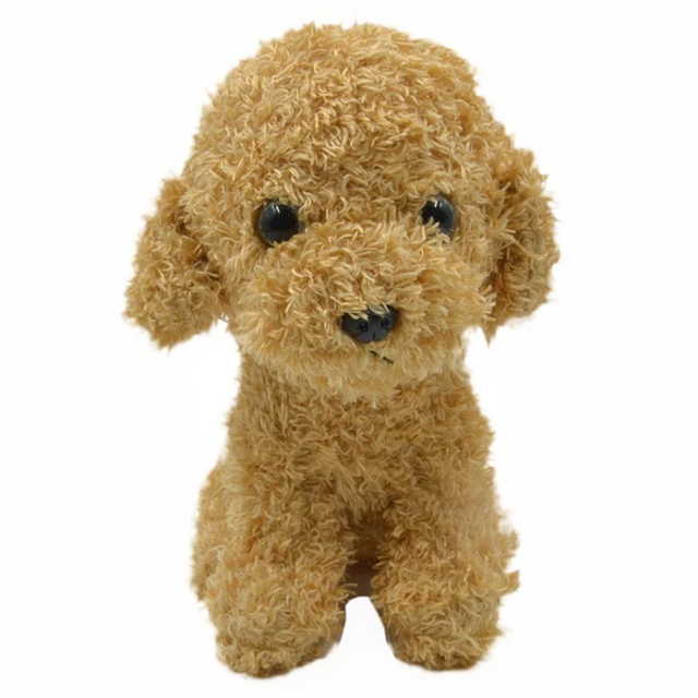Teddy Bear Poodle