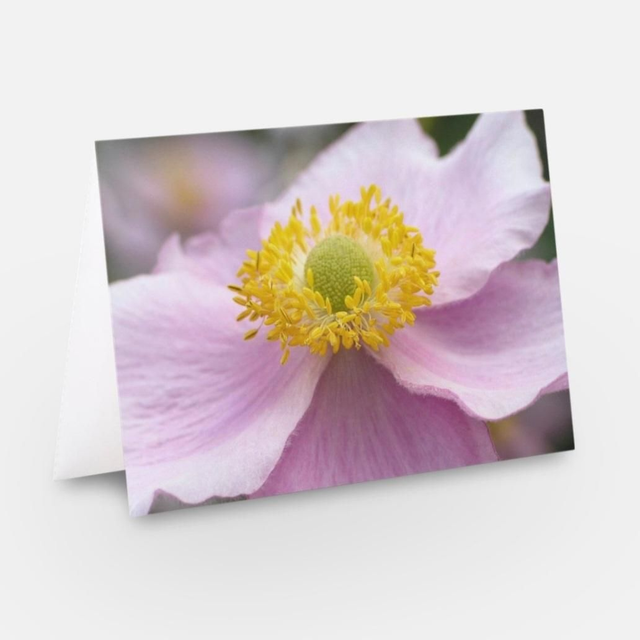 Japanese Anemone pink flower greeting card 