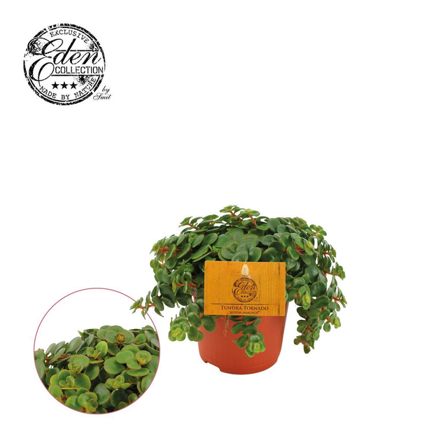 D25 . Sedum makinoi 'Tornado'