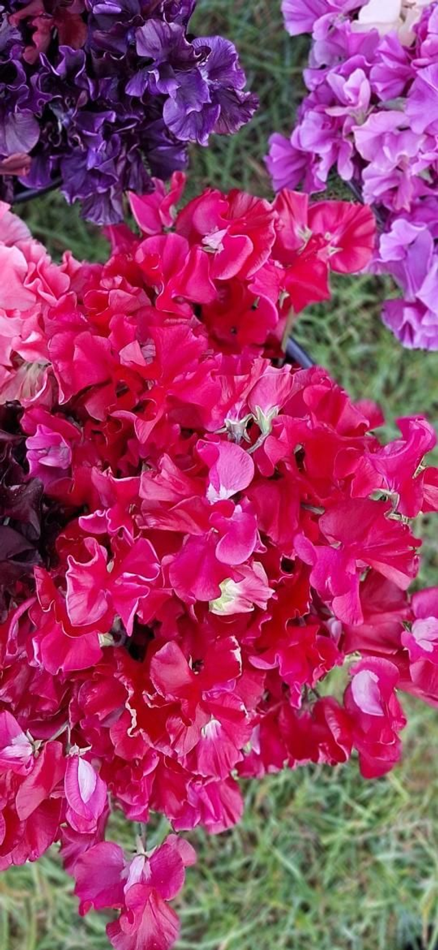 PLUG Sweet Pea 'Millennium'