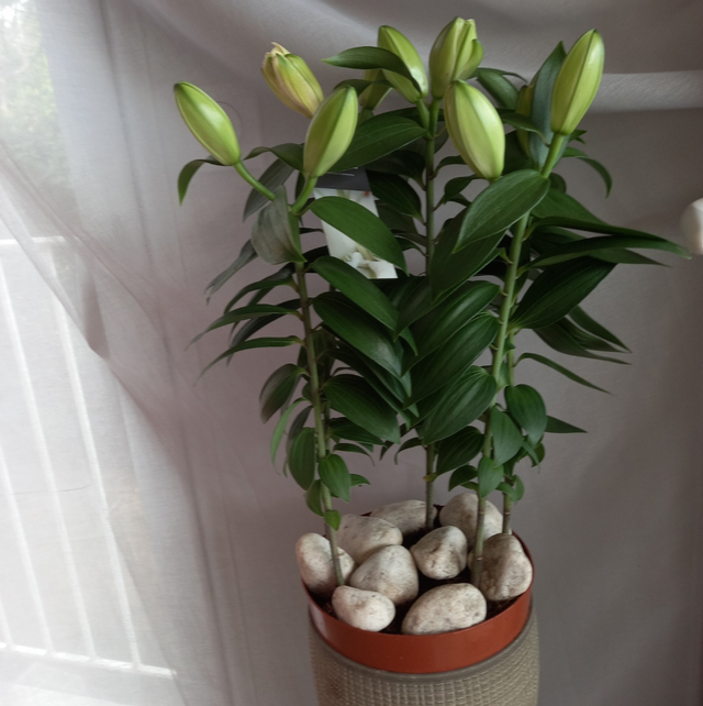 Lys L'illumination double roselily zeta  