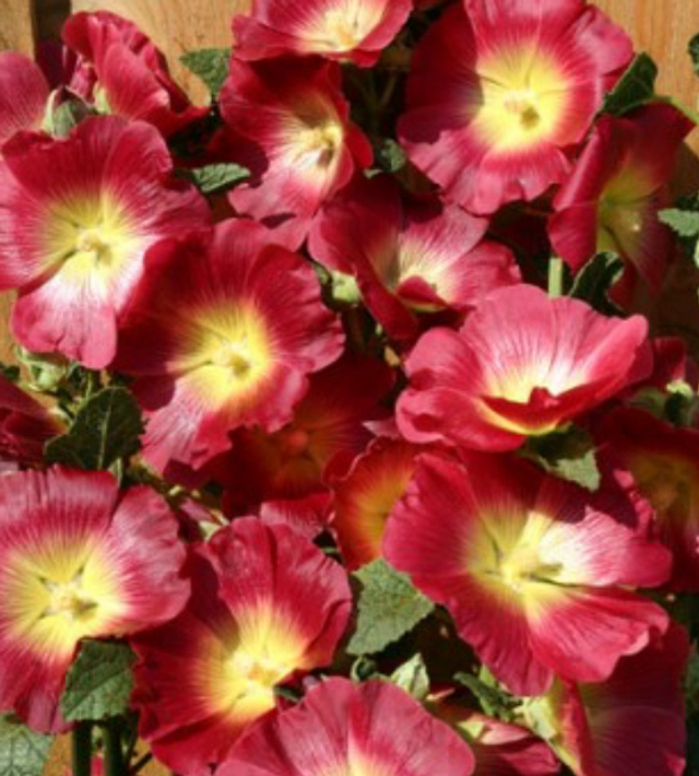 Hollyhock Halo Red 