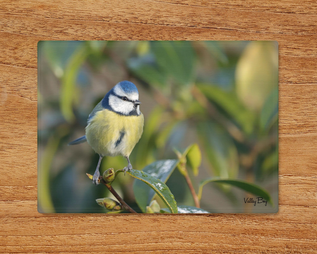 "Beatrice Blue tit" Glass Worktop Saver  