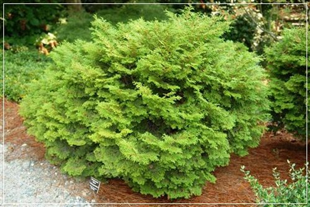 H02 . Chamaecyparis obtusa 'Pygmaea'