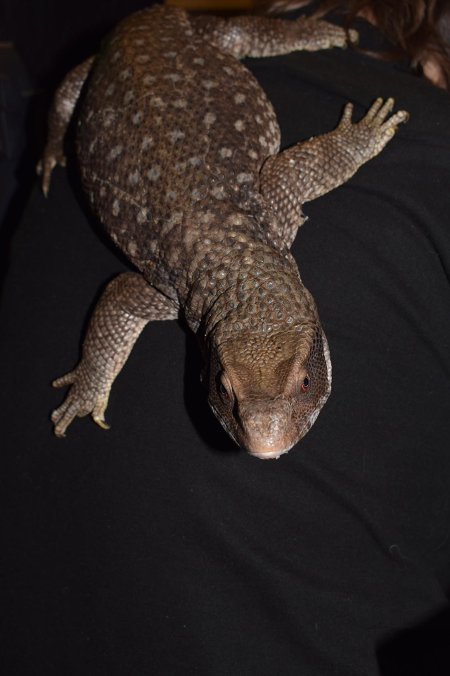 Bosc monitor