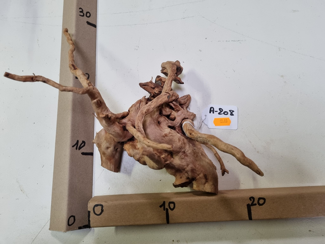 Racine araignée A-208