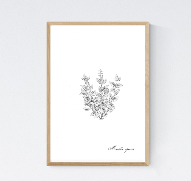 Menthe, mentha spicata